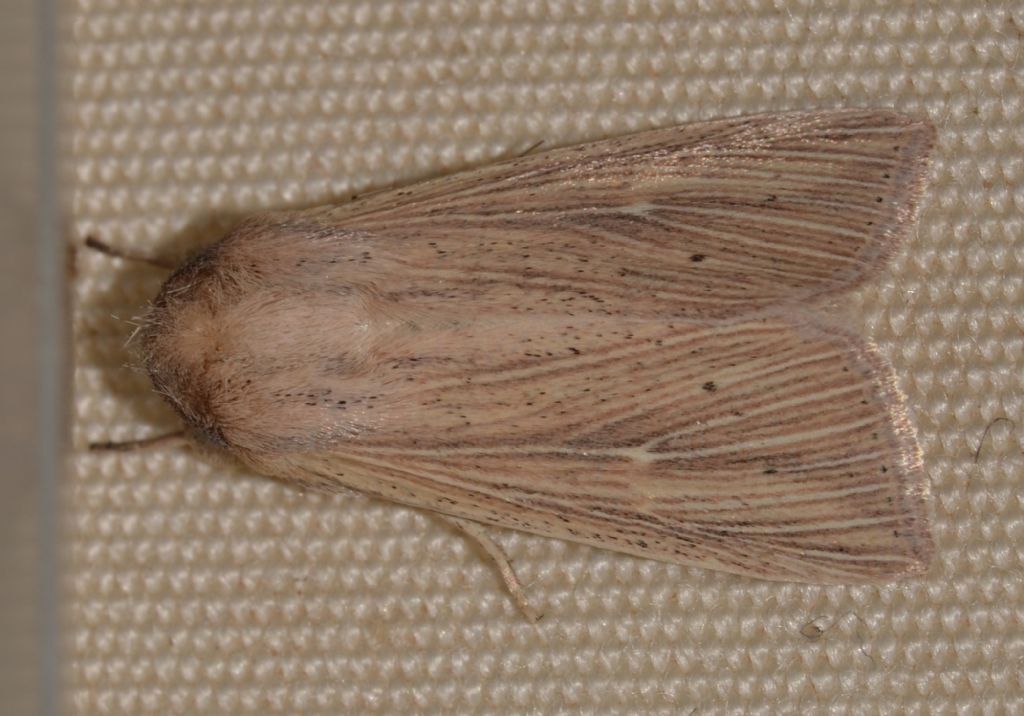 Mythimna sp. (Noctuidae)